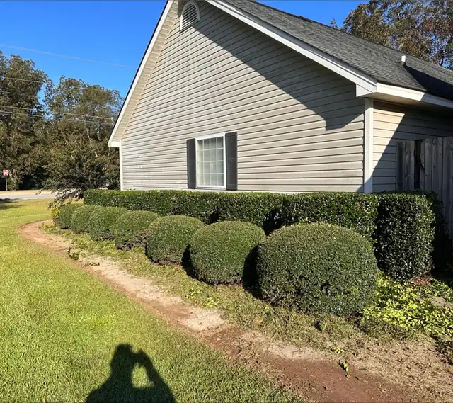 The same hedge row sculpted and the walkway edged clean