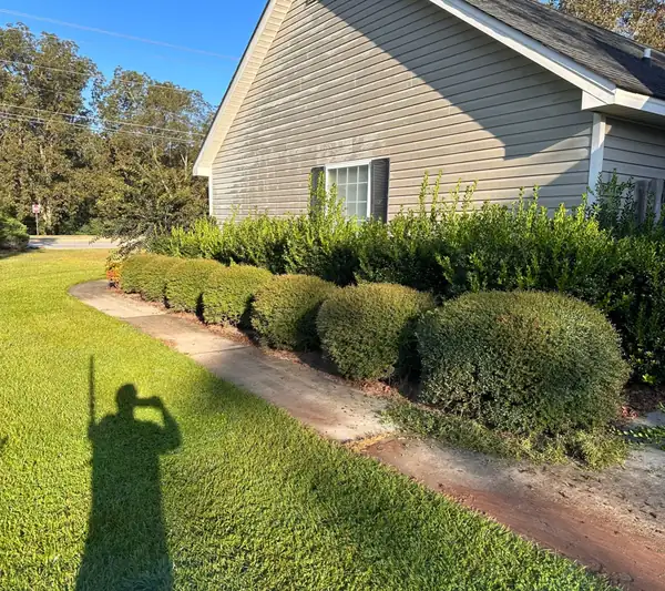 Boxwood hedge row overgrown beside a blurred walkway edge