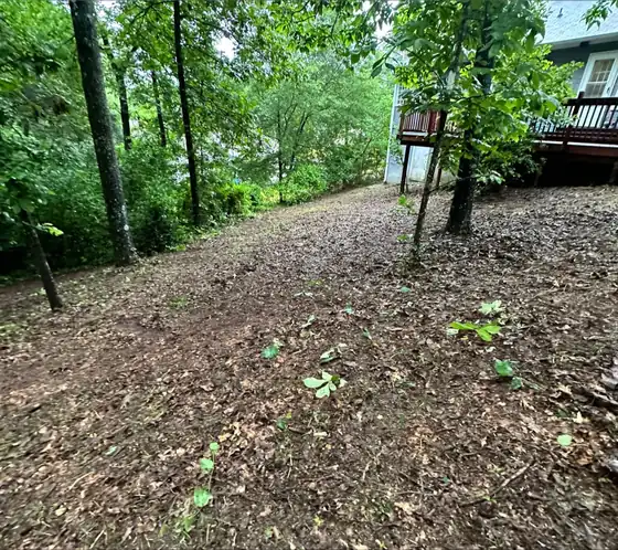 The same lot cleared back to open ground