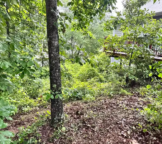 Wooded lot thick with undergrowth and brush